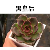 ❁採花❁ 黑皇后-多肉植物/療癒盆栽/園藝