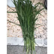 【n0900台灣健立最便宜】2021 現摘現寄的新鮮牧草(狼尾草)嫩梗加葉1KG±10% (龜.兔子.天竺鼠.鸚鵡