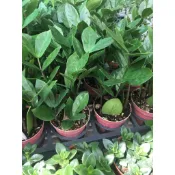 慶平花坊-[金錢樹苗]觀葉植物-3吋盆/財源廣進財運亨通/為耐種好養的觀賞植物/為澤瀉目天南星科植物