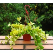 甜心口紅花 大葉口紅花 吊盆 (3寸) （春季開花）開花植物 陽台植物 好種 (花盆顏色不一定)【花樣渼栽盆栽生活館🌿】