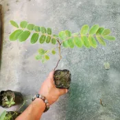P老闆園藝~花旗木 樹苗 黑軟盆