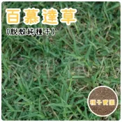 (店+)【天橙種子】百慕達草種子 已脫殼純種子 1公斤 狗牙根 美國進口 高發芽率 庭園草坪 快速綠化用 