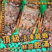 【魚文樂商城】活凍頂級龍蝦／500~600g／野生龍蝦／小青龍／龍蝦／青龍／清蒸／焗烤／火鍋／生凍龍蝦