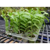 1.7吋紅龍檀香石斛蘭 （Den. Nestor）系列花苗