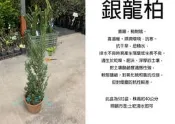 心栽花坊-銀龍柏/5吋/高經濟植物/綠化植物/綠籬植物/松杉柏檜/售價250特價200