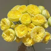 玫瑰苗卡特琳娜玫瑰四吋盆四季開花
