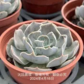 沅鈺農場   多肉植物   白鬼