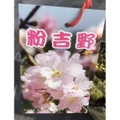 ★綠霖園藝★粉吉野櫻 嫁接苗 觀賞植物/水果樹苗/新興果樹/果苗/嫁接/植物/盆栽