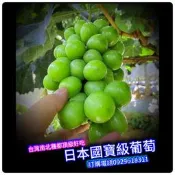 日本知名國寶級品種✅X香葡萄盆栽✅阡插苗✅頂尖好吃✅ 葡萄苗 葡萄 果苗 樹苗 矮化果樹 矮生盆栽 矮化盆栽 水果苗