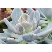 022601東美人錦~現剪無根~乎你紅莊園2500種多肉植物~搭配渡夏四季澆灌長勢完美~合力宏