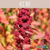 【花園城堡】台灣現貨 紅藜種子(彩虹) Red Quinoa 穀物界的紅寶石 種子 芽菜 農耕栽培