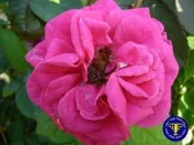 ╭＊田尾玫瑰園＊╯玫瑰花-(紅木偶.Red Pinocchio)