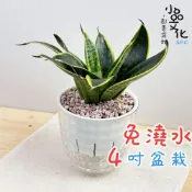 (店+)【小品文化】虎紋金邊虎尾蘭【現貨】4吋鑽石免澆水盆栽 室內植物 室內盆栽 懶人盆栽 水培植物 水培盆栽 室內盆栽 觀葉植