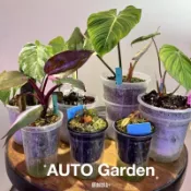 誘根神器 發根透氧組合 插枝發根 塊根植物 象牙宮 龜甲龍 蔓綠絨 天南星 食蟲植物 鹿角蕨 AUTO Garden