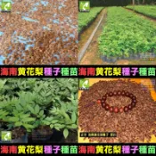 ㊣【我想發芽】(全網最低價,當年新採,發芽率〉90%)正宗 海南黃花梨 黃花梨 種子 黃花梨樹 種苗 降香黃檀