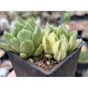 寶草錦  百合科 haworthia / 3吋/ 奧莉諾多肉園