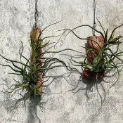 懸掛植物--空氣鳳梨小章魚文心蘭   植物 盆栽