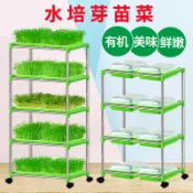 鼎盛貿易行 芽苗菜育苗架豆芽發芽盆水培蔬菜種植盒陽台菜架水培育苗盤豆芽盤