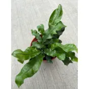 鱷魚蕨 ｜3.5吋～室內空氣淨化蕨類植物⋯