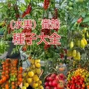 【多品種番茄種子 台灣小蕃】 黑柿蕃茄 牛蕃茄 玉女小番茄 桃太郎 水果番茄 陽台盆栽 家庭菜園 生食料理 豐產種子