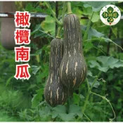橄欖南瓜種子 黃金南瓜 金瓜仔 小南瓜 家庭菜園 陽台種植 爬藤植物 可食用南瓜 盆栽蔬菜 景觀植物 秋播種子 果實種