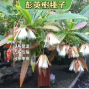 杜英種子 山杜英 膽八樹 羊屎烏 台灣原生樹種 常綠喬木 秋冬賞紅葉 庭院樹 景觀樹 蜜源植物 種子盆栽 造林樹種 綠化