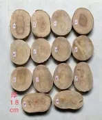 台灣櫸【紅雞油】原木年輪木片/隔熱墊茶壺墊/藝品盆景奇石陶藝擺設底座/木質墊片/雕刻裝飾用材