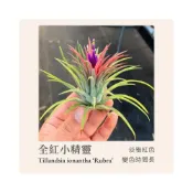 (店+)空氣鳳梨 全紅小精靈 不需種土的懶人植物 新手推薦