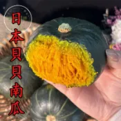 🔥隔日達🎃日本貝貝南瓜種子🔥栗子南瓜籽 迷你南瓜 栗南瓜 貴族南瓜 家庭菜園 盆栽瓜果 攀藤植物 陽台栽培 食用觀賞