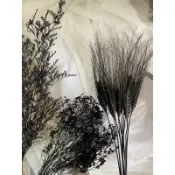 花開四月 黑色系 黑色小麥 木滿天星 卡斯比亞
