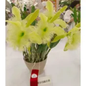 [精選蘭花]經典卡特蘭花(嘉德麗雅蘭)香花-豬哥(零售/批發) 2025/09更新