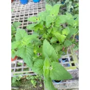 5吋 白花 貓薄荷 盆栽 綠植 庭院佈置 植物 觀葉植物 庭院 花圃 室內植物 草花 陽台植物 工程樹 景觀設計