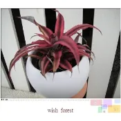 WISH FOREST【紅葉植物。絨葉鳳梨】。全日照即為紅葉~耐旱~好種~2種品種