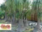 ╭＊田尾玫瑰園＊╯龍舌蘭科(酒瓶蘭)--特別耐乾旱..可半年澆不水