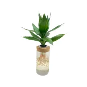 (店+)【理想小品】蓮花竹【現貨】水耕盆栽 玻璃圓柱瓶 無土種植 簡單種植 觀葉植物 室內植物 玻璃飾品 創意花盆 盆栽