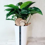 帝王蔓綠絨 | 落地植栽