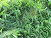 皇毅生物科技 憂遁草葉子含老梗(沙巴蛇草葉子含老梗)台灣種植
