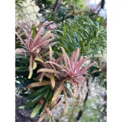《🌿伍寶園藝木藝》玫瑰紅（賀頂紅）羅漢松