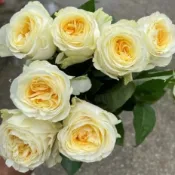 奶油杯玫瑰 4吋盆，玫瑰花苗，盆栽苗