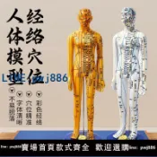 【便宜有好貨】中醫針灸穴位人體模型十二經絡圖全身銅人模可扎針練習小皮人大號