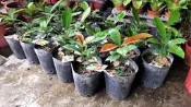 ╭＊田尾玫瑰園＊╯水果苗-(泰國山竹)純正品種~高6cm450元