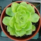 缺貨~ 3寸盆 綠焰 蒂亞 多肉植物