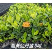 霏霏園藝熊貓  紅 仙丹苗 3吋盆 50元原價60元