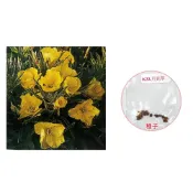 (店+)【蔬菜之家】K33.月見草種子15顆(株高約30公分，金黃色花.香草種子香草種子 晚櫻草 宵待草 晚櫻花 花卉)
