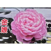 玫森 茶花苗 紫良茶花  彩夢人生 金娘 鯉魚珠 早已女 查理士 亂世佳人 莎布莉娜 觀花植物 觀賞用盆栽