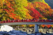 【Lion Travel 雄獅旅遊】三零深度北陸全覽8日｜六大紅葉名所～夜楓彩燈祭.香嵐溪.兼六園.合掌村.新穗高纜車.甜蝦＆飛驒牛.加賀屋饗宴｜保住下呂溫泉.兩晚萬怡 出發地點：台北