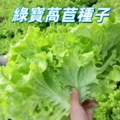 【綠寶萵苣種子】台灣常見生菜種子 家庭陽台盆栽 水耕有機栽培 美生菜蘿蔓種子 自種蔬菜 快速發芽 四季可種