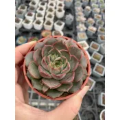 【星辰多肉】玫瑰夫人，小西瓜椒草，菊瓦蓮，兔耳。 三吋盆 穩根連盆寄送