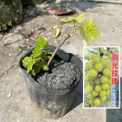 田尾玫瑰園 l 【寶島已馴化】陽光玫瑰葡萄、葡萄苗【4.5吋黑軟盆 高度約15cm】脆口 可連皮吃 水果苗 葡萄品種