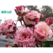 玫瑰天地 賣場3盆起才有出貨 3吋品種玫瑰苗 一箱最多8盆 道斯山莊